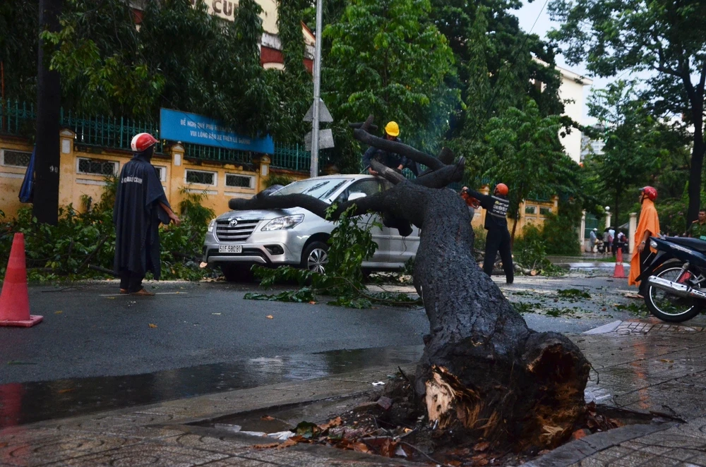 Cây xanh trên đường Lê Quý Đôn bỗng nhiên ngã đè trúng xe ô tô khiến phương tiện này bị hư hỏng. 